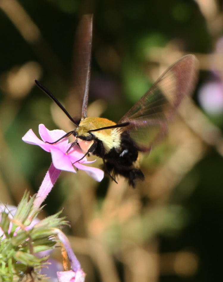 snowberry clearwing Hemaris diffinis at phlox