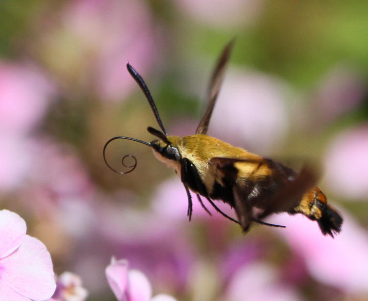 snowberry clearwing Hemaris diffinis in midair with proboscis unfurled