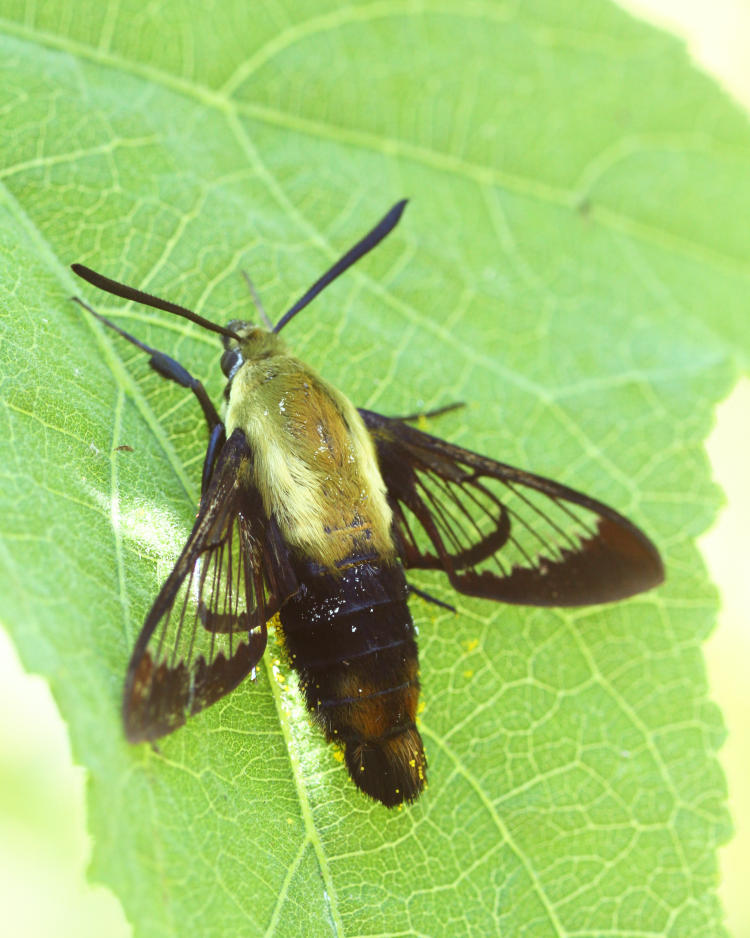 snowberry clearwing Hemaris diffinis resting in shade