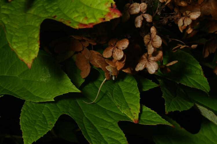 tail of Carolina anole Anolis carolinensis hanging down from dried flowers of oak-leaf hydrangea Hydrangea quercifolia