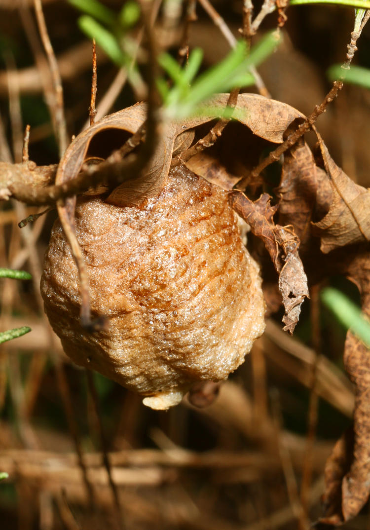 egg sac ootheca of Chinese mantis Tenodera sinensis on rosemary plant