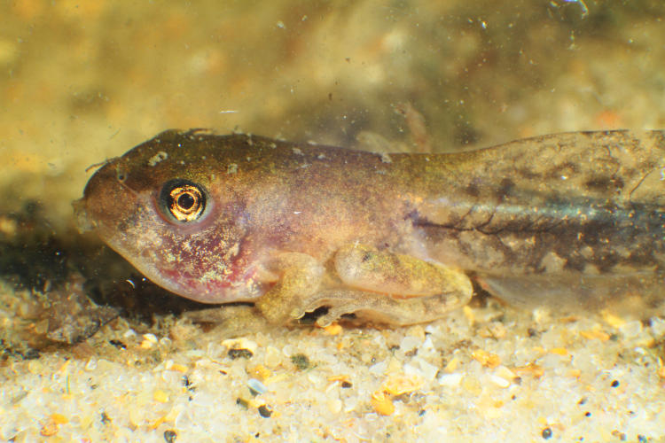 unidentified tadpole showing all four developing limbs now