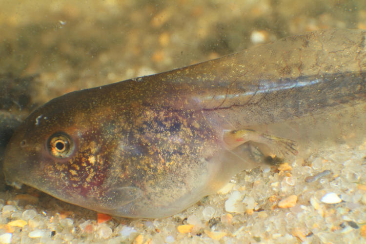 unidentified tadpole showing developing hind legs