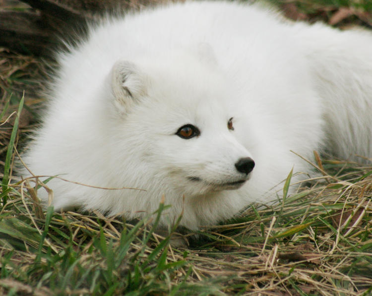 arctic fox Vulpes lagopus in winter coloration, from the NC Zoological Park in Asheboro NC