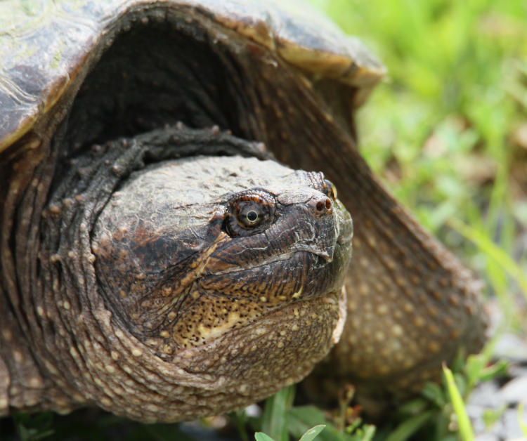 grumpy snapper