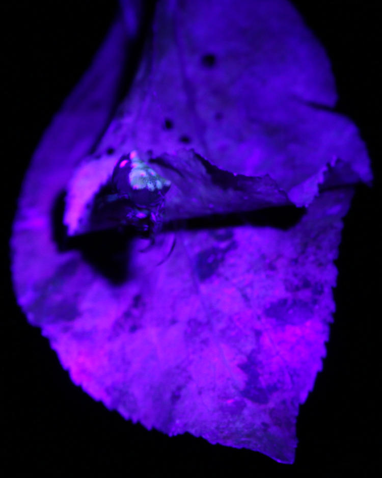 arrowhead spider Verrucosa arenata possibly fluorescing slightly under UV light