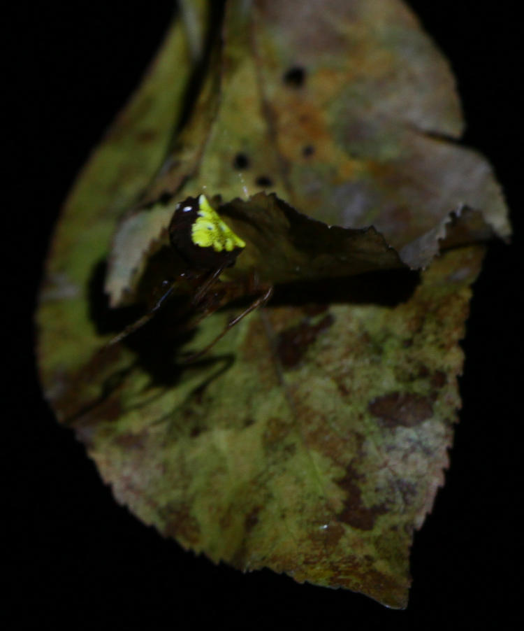 arrowhead spider Verrucosa arenata in visible light