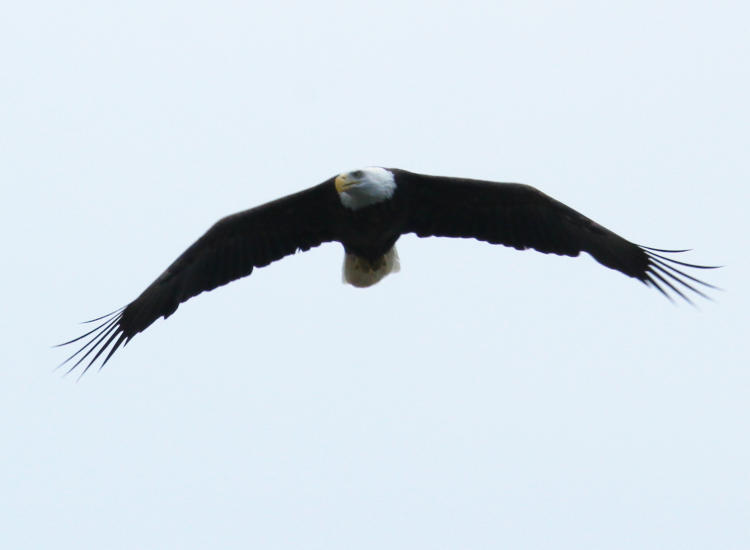 adult bald eagle Haliaeetus leucocephalus cruising overhead