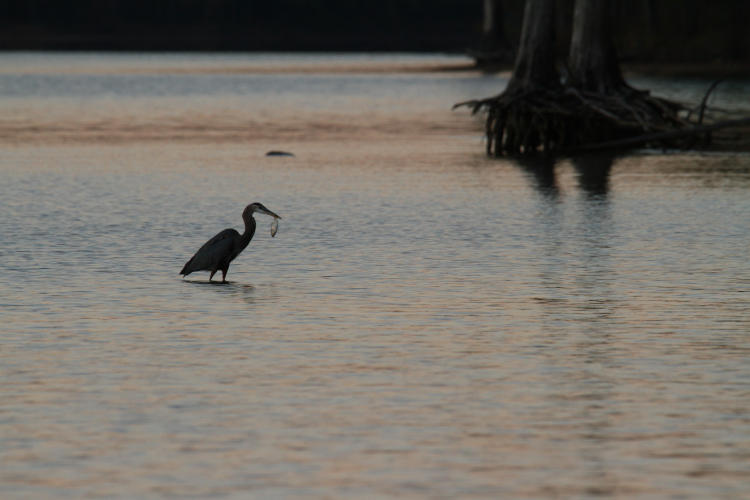 great blue heron Ardea herodias in twilight with fish on Jordan Lake