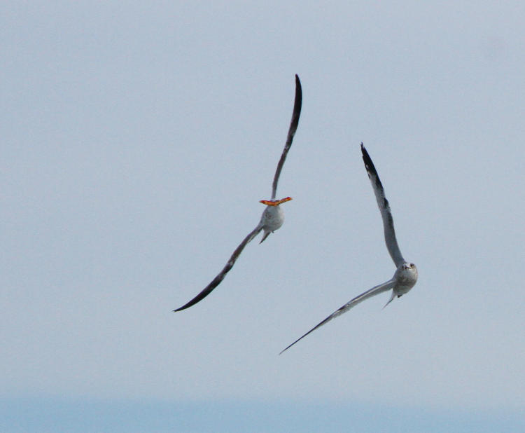 laughing gulls Leucophaeus atricilla dueling over pizza