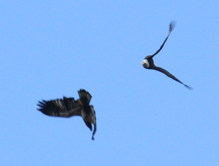 closer crop of encounter between eagles