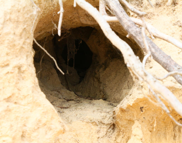 close look of entrance to abandoned beaver lodge