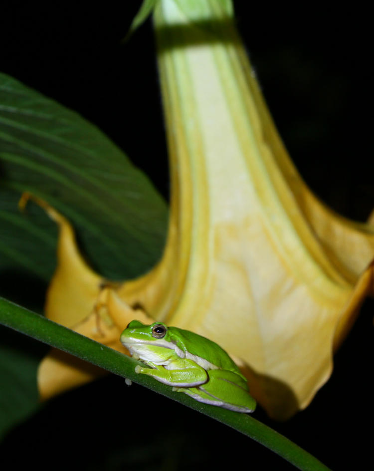 green treefrog Dryophytes cinereus on branch of trumpet flower Brugmansia