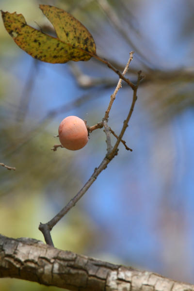 lone persimmon on tree
