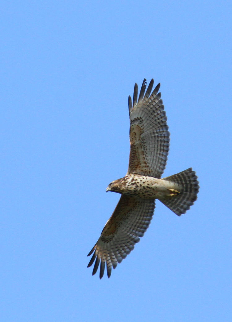 red-shouldered hawk Buteo lineatus wheeling against blue sky