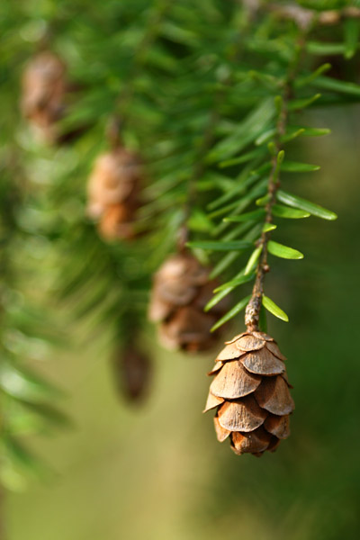 unidentified conifer cones