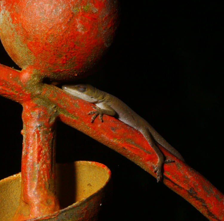 juvenile Carolina anole Anolis carolinensis out of danger zone now