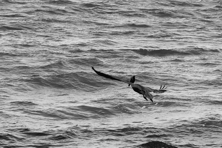 brown pelican Pelecanus occidentalis in monochrome