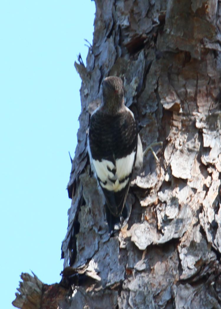 juvenile red-headed woodpecker Melanerpes erythrocephalus showing first red feathers on head