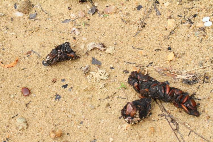 feces, likely fox scat, showing significant load of persimmon seeds