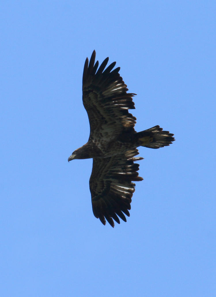 first year juvenile bald eagle Haliaeetus leucocephalus overhead during molt