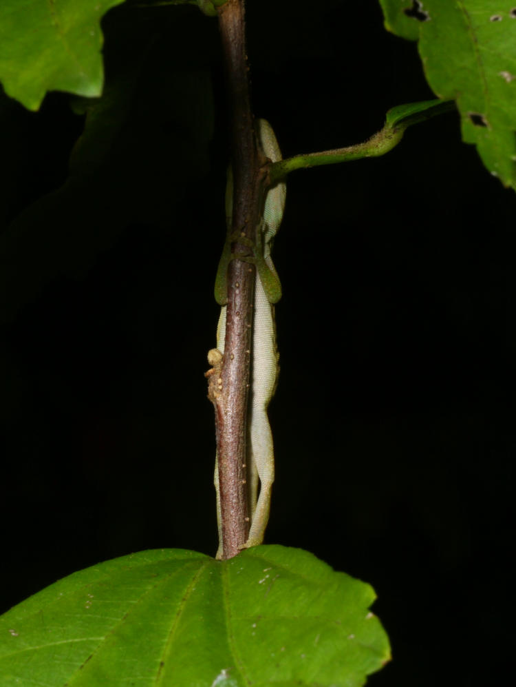 juvenile Carolina anole Anolis carolinensis sleeping vertically on rose of Sharon Hibiscus syriacus stem