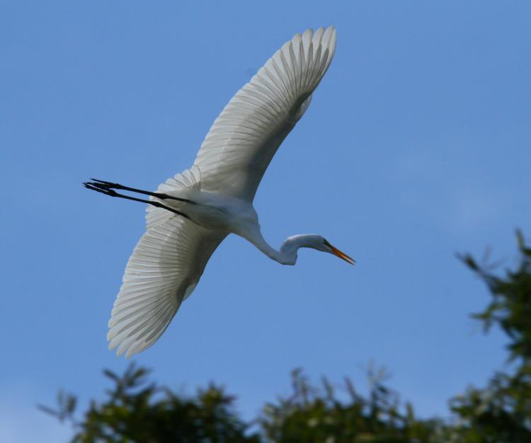 great egret Area alba cruising over trees