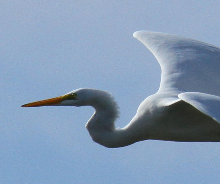 great egret Ardea alba in flight profile
