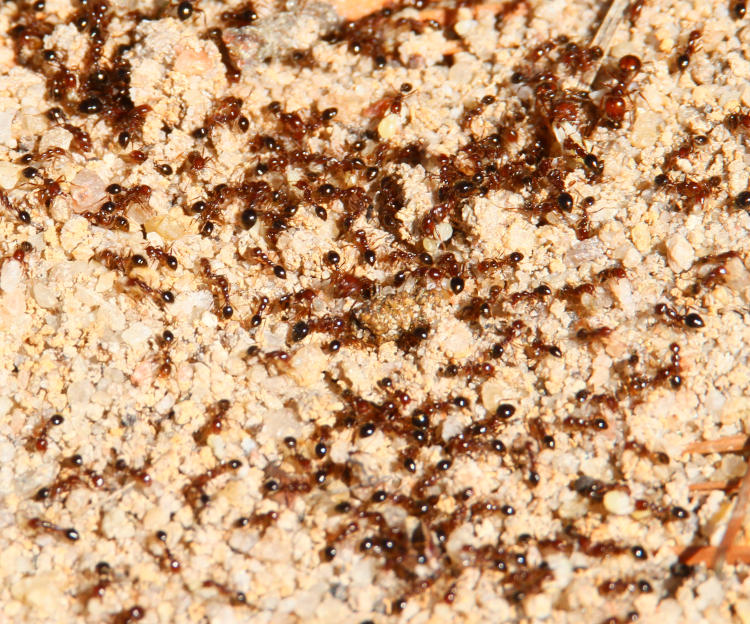 swarm of red imported fire ants Solenopsis invicta on disturbed anthill