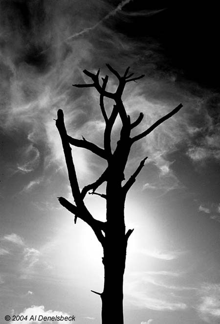 monochrome bare tree