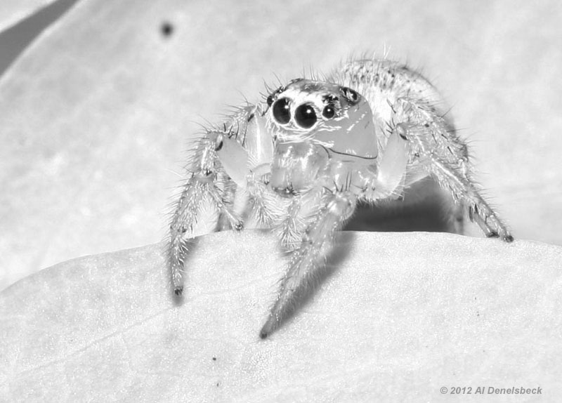 monochrome jumping spider