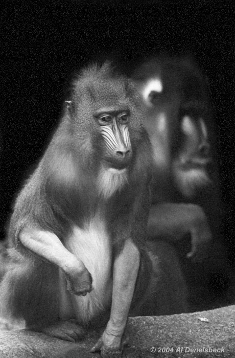 monochrome mandrills Mandrillus sphinx