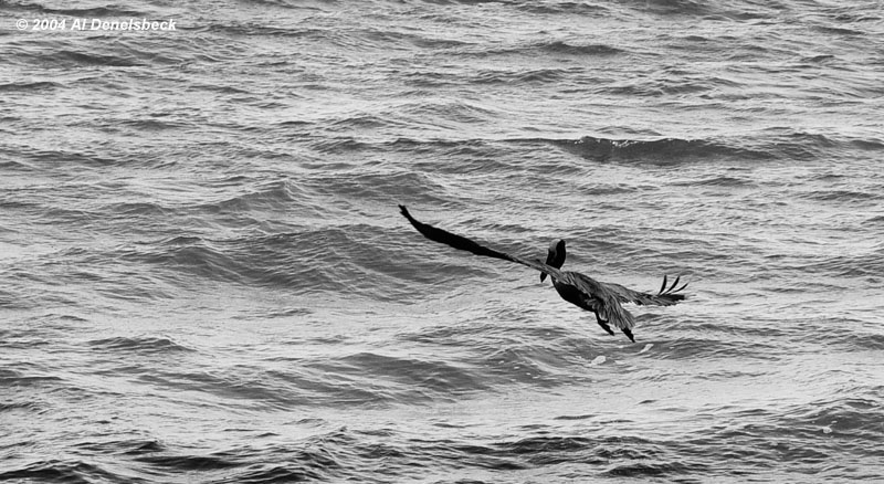 monochrome brown pelican Pelecanus occidentalis flight