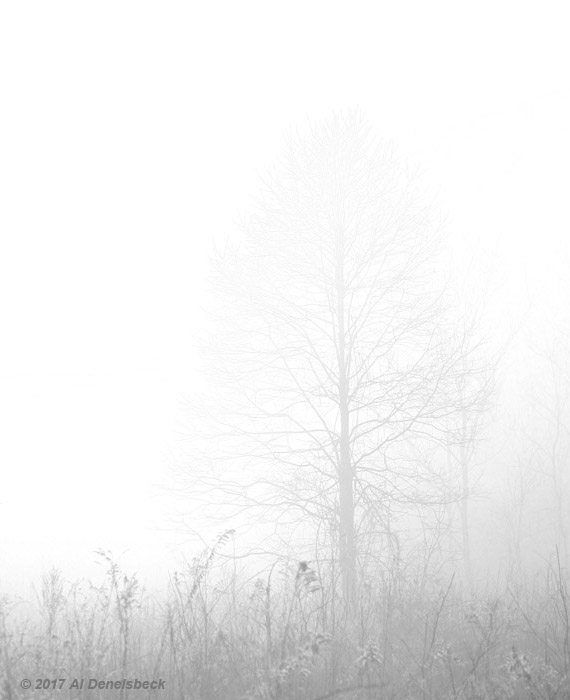 tree in thick fog