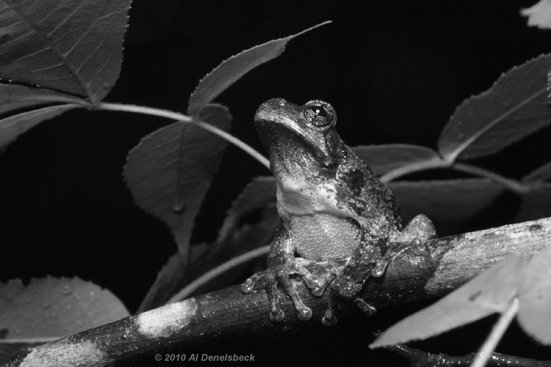 monochrome Copes grey treefrog Hyla chrysoscelis