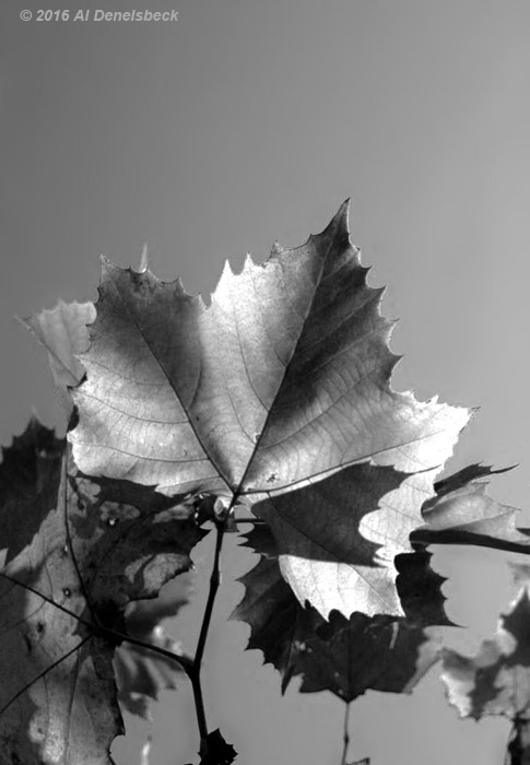 American sycamore Platanus occidentalis leaf