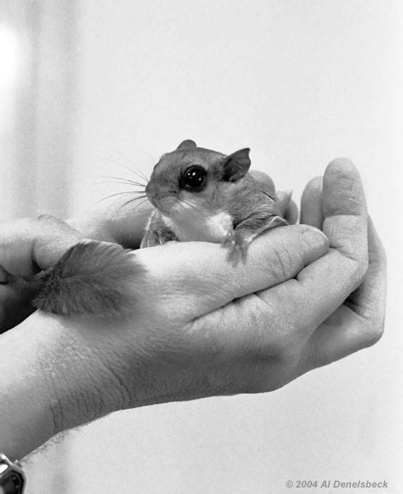 monochrome southern flying squirrel Glaucomys volans
