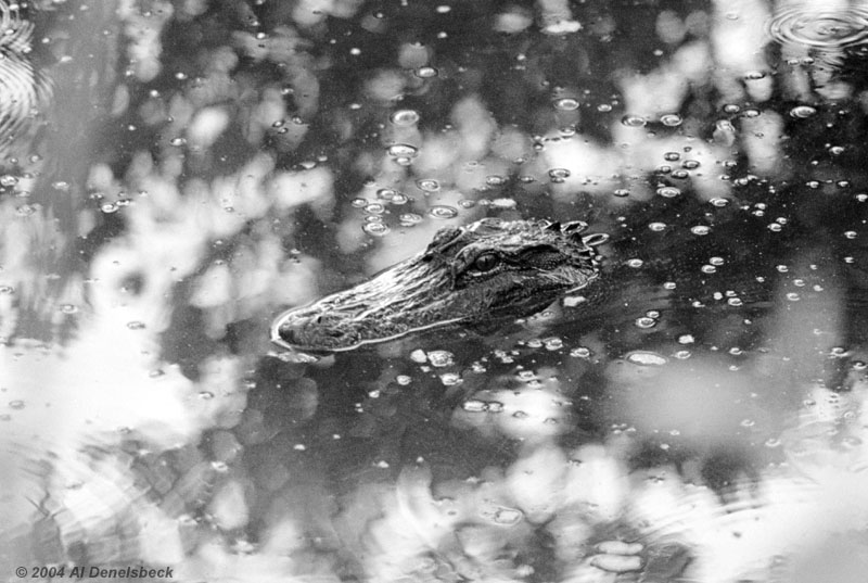 monochrome American alligator Alligato mississippiensis