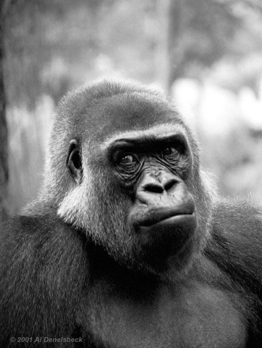western lowland gorilla Gorilla gorilla gorilla