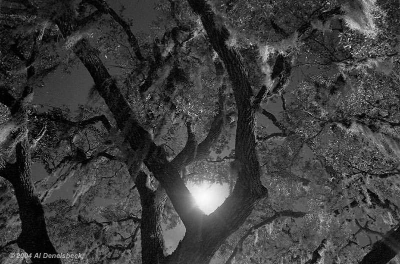 twisted sidelit tree with Spanish moss Tillandsia usneoides and moon in fork