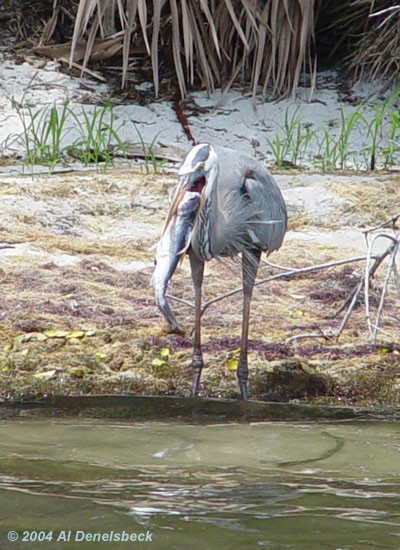 great blue heron Ardea herodias giant fish 1