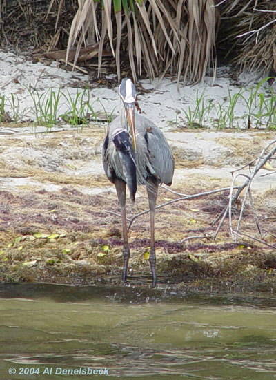 great blue heron Ardea herodias giant fish 2