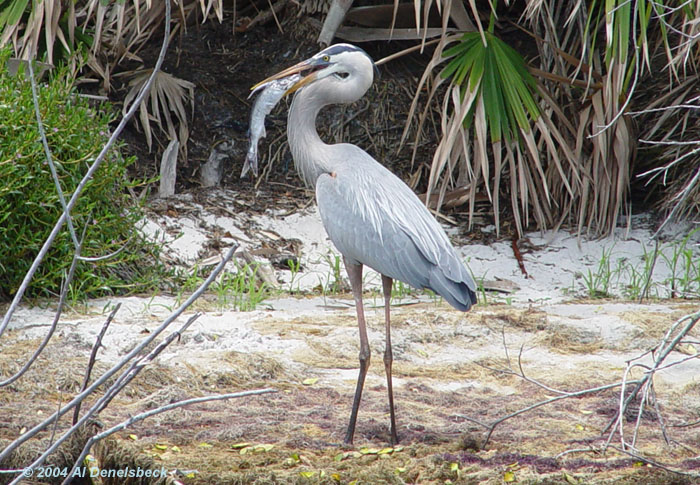 great blue heron Ardea herodias giant fish 3