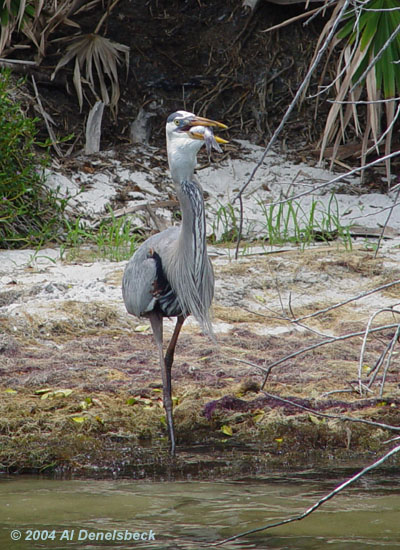 great blue heron Ardea herodias giant fish 5