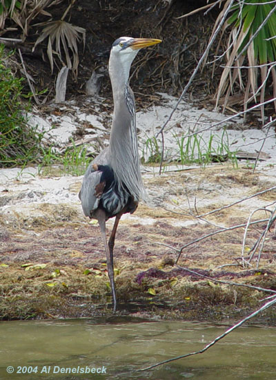 great blue heron Ardea herodias giant fish 6