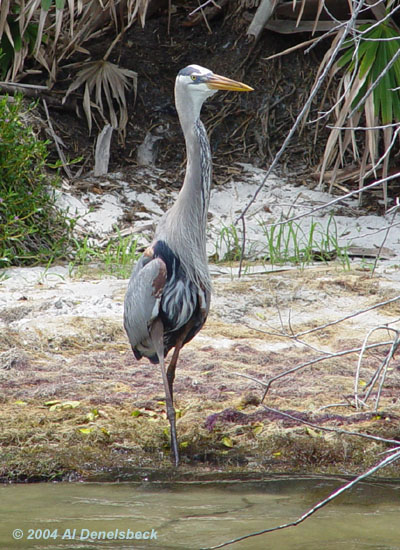 great blue heron Ardea herodias giant fish 7