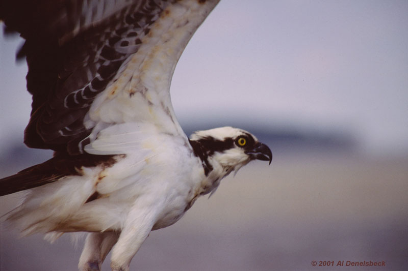 osprey Pandion haliaetus lifting off from bridge