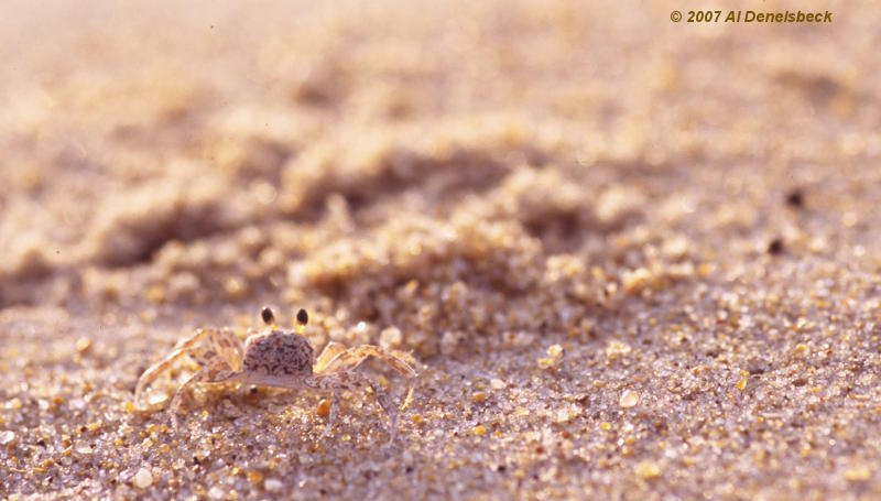 Atlantic ghost crab Ocypode quadrata