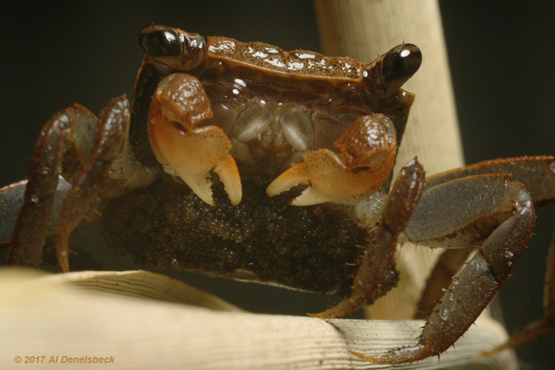 marsh crab wharf crab Sesarma cinereum