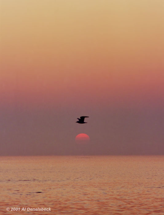 sunrise seagull silhouette